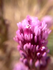 Castilleja exserta