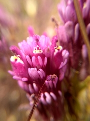 Castilleja exserta