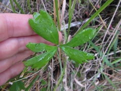Ranunculus macropus