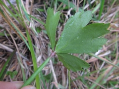Ranunculus macropus
