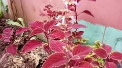 Coleus scutellarioides