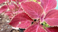 Coleus scutellarioides