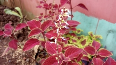 Coleus scutellarioides