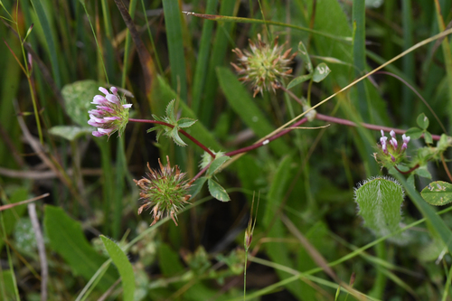 Pacific Grove Clover (Trifolium polyodon)
