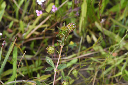 Santa Cruz Clover (Trifolium buckwestiorum)