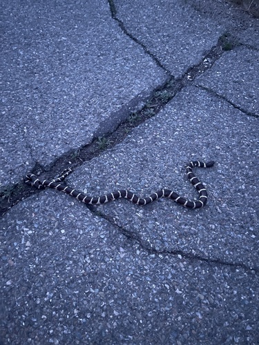 iNaturalist observation photo of California King Snake