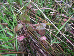 Epilobium chionanthum