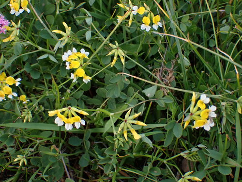 Image of Meadow Bird's Foot Trefoil (Hosackia pinnata) by (c) Noah How, some rights reserved (CC BY)