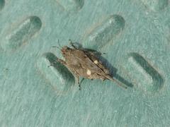 Paratettix mexicanus