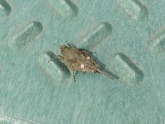 Paratettix mexicanus