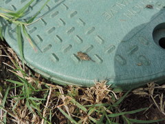 Paratettix mexicanus