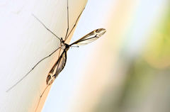 Tipula caloptera