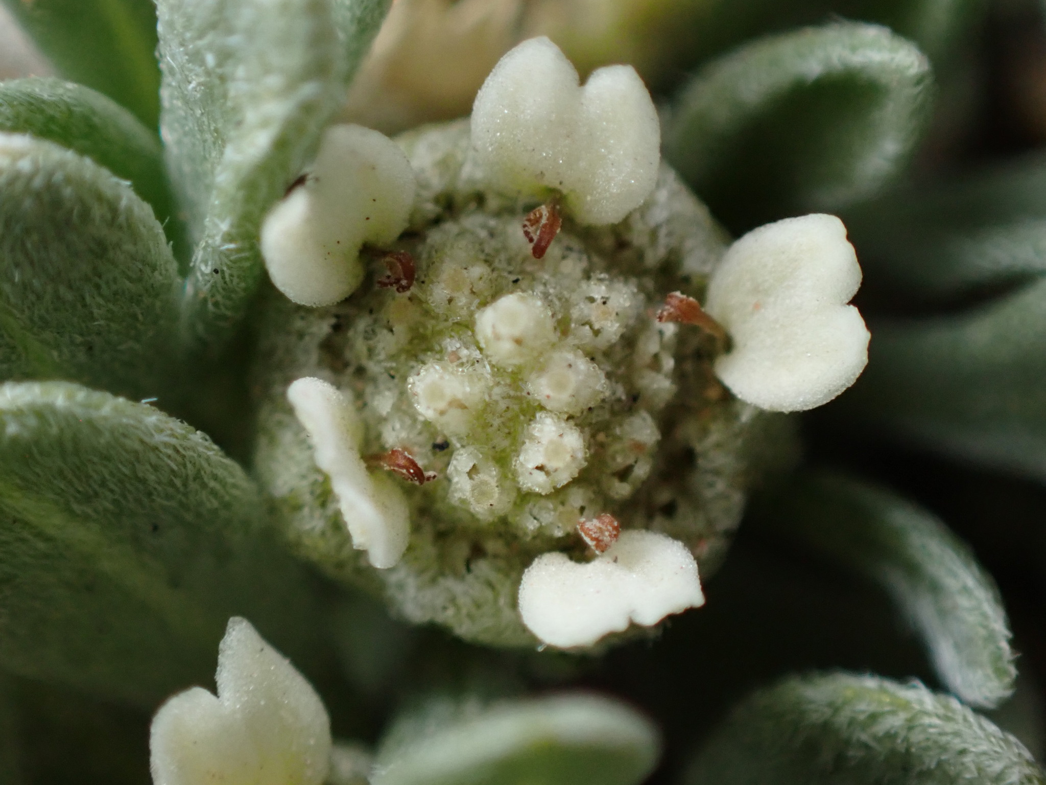 Parthenium ligulatum