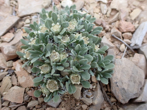 Image of Parthenium ligulatum by (c) Jared Shorma, some rights reserved (CC BY)