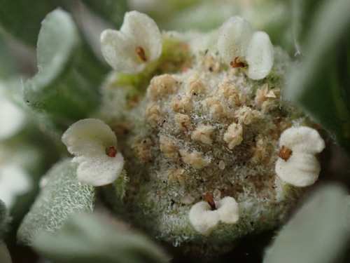 Image of Parthenium ligulatum by (c) Jared Shorma, some rights reserved (CC BY)