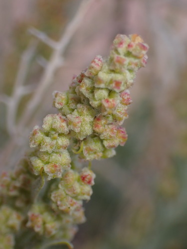 Image of Atriplex gardneri by (c) Jared Shorma, some rights reserved (CC BY)