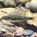 Sacramento Speckled Dace - Photo (c) prickly_sculpin, some rights reserved (CC BY-NC), uploaded by prickly_sculpin
