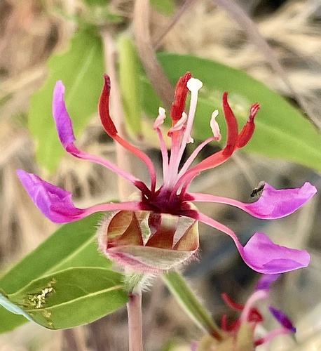 Clarkia unguiculata
