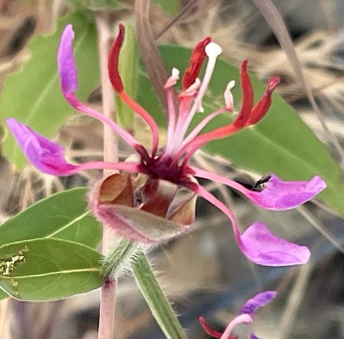 Clarkia unguiculata