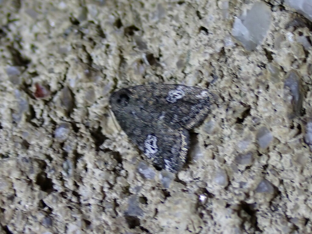 Gray Marvel Moth from La Vallée-de-la-Gatineau Regional County ...