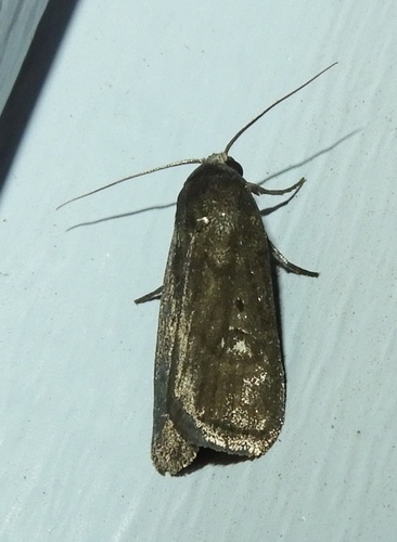 Miranda Moth photo 4