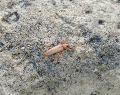 Atylostagma politum