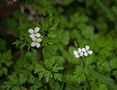 Cardamine graeca