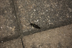 Ignelater havaniensis