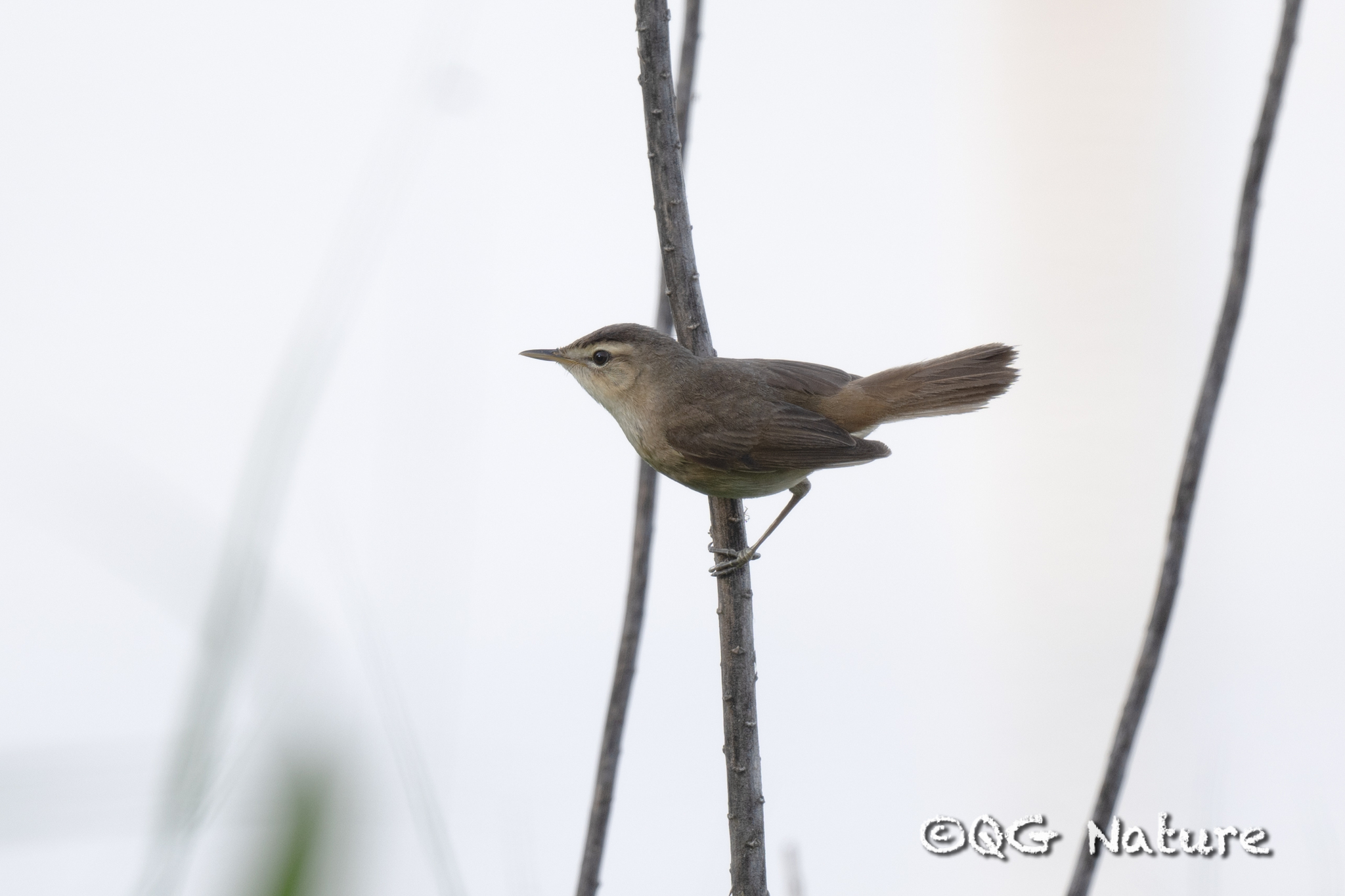 Black-browed Reed Warbler