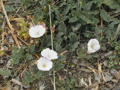 Calystegia subacaulis