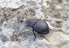 Ablattaria laevigata