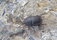 Ablattaria laevigata