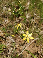 Triteleia ixioides scabra