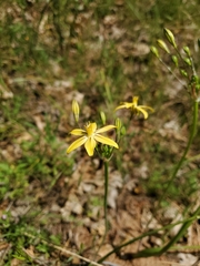 Triteleia ixioides scabra