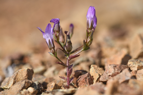 Sharsmith's harebell (Ravenella sharsmithiae)