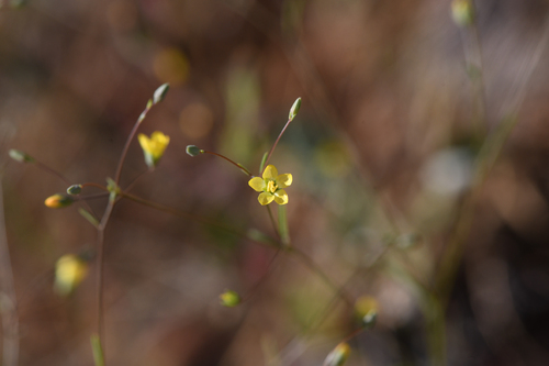 Allen Springs Dwarf-flax (Hesperolinon clevelandii)