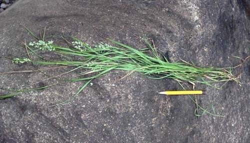 Poa mannii