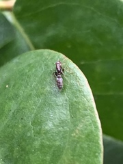 Pseudomyrmex oculatus