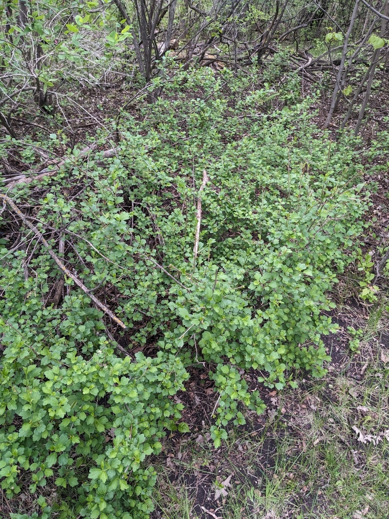 Alpine currant (Ribes alpinum)