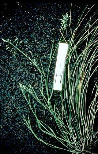 Poa siphonoglossa
