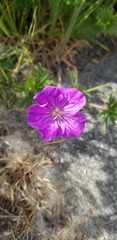 Geranium sanguineum