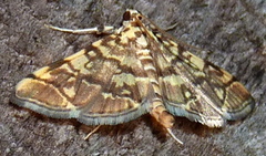 Apogeshna stenialis