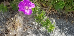 Geranium sanguineum