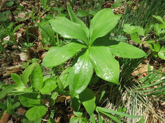 Lilium distichum