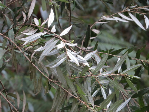 Image of Nematolepis squamea by (c) ian_mcallan, some rights reserved (CC BY)
