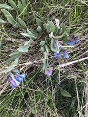 Mertensia oblongifolia