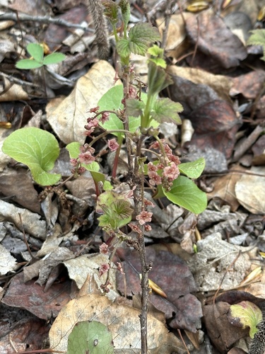 Red currant (Ribes triste)