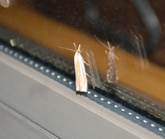Crambus laqueatellus