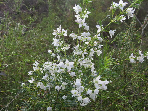 Image of Boronia floribunda by (c) ian_mcallan, some rights reserved (CC BY)