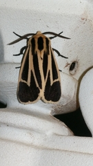 Apantesis vittata